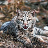 bobcat