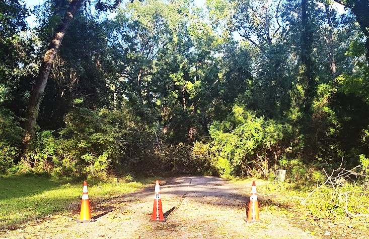 Wren Tree Down