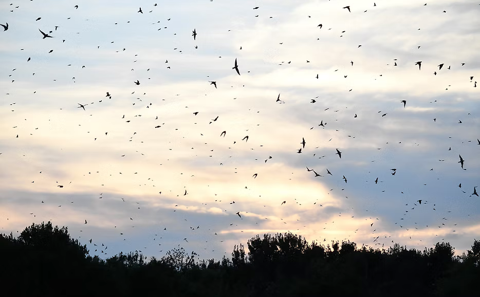 Purple Martins Over Lake Murray Purple Martins Over Lake Murray