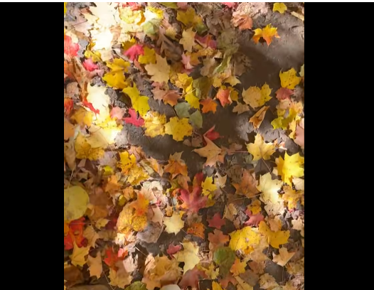 1 AAA fall